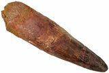 Bargain, Fossil Spinosaurus Tooth - Real Dinosaur Tooth #311316-1